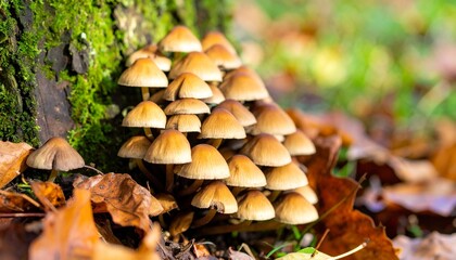 Fototapeta premium Cluster of small mushrooms growing near a mossy tree trunk in autumn leaves.