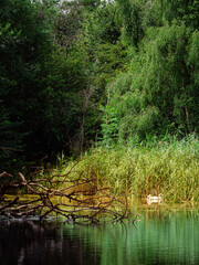 lake in forest