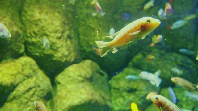 A large group of vibrant Pseudotropheus chilumba fish swim gracefully in a sunlit aquarium among lush green algae, showcasing their colorful patterns and lively behavior
