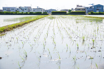 green rice paddy field during the summer