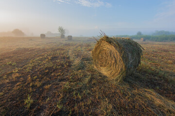 field of wheat