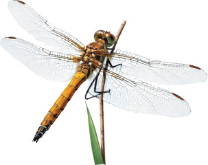 Kind of wild insects