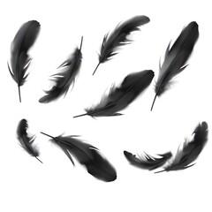 set of feathers