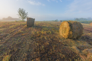 hay bales in the field