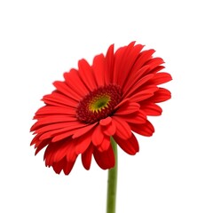 red gerber daisy