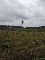 
Pine tree in a clearing in the forest in cloudy weather. Landscape. To create atmospheric natural...