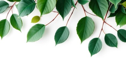 Fototapeta premium Green leaves against a white background create a fresh natural minimalist image