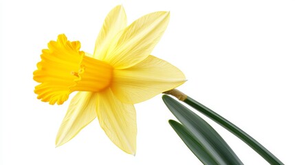 Fototapeta premium Bright Vibrant Yellow Daffodil Flower in Full Bloom with Delicate Trumpet Shaped Corona