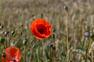 Close-up of a poppy in a field (bokeh background). Location: Chermizy-Ailles (France)