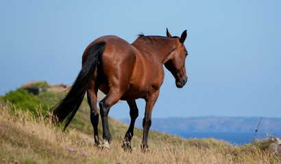 brown horse stands on a hill overlooking the blue ocean