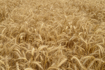 Ears of wheat.