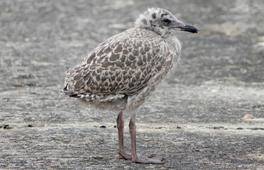 young european herring gull, Larus argentatus, stands on a concrete surface