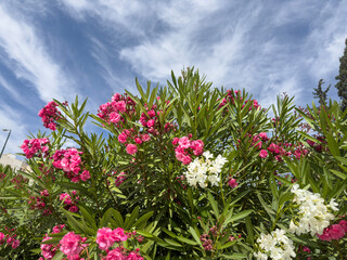 closeup Pink Oleander Flowers with Green Leaves Under Blue Sky on Sunny Summer Day