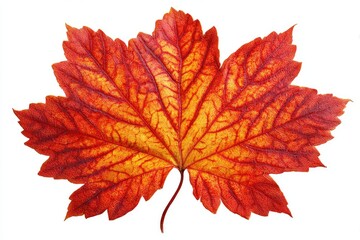 Fototapeta premium Vibrant autumn maple leaf (6)