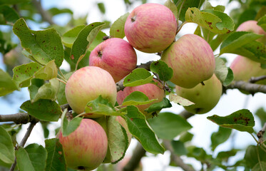 red apples ripen on a branch of an apple tree