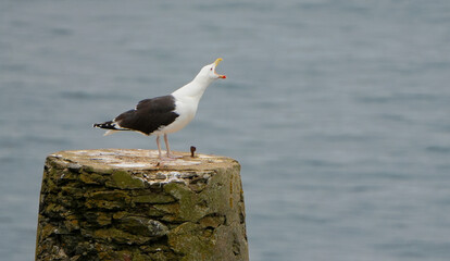 european herring gull, Larus argentatus, on post by sea is screaming