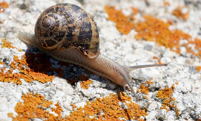 brown garden snail, Cornu aspersum, crawls on a mossy white rock