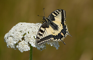old world swallowtail butterfly, Papilio machaon, on a white flower