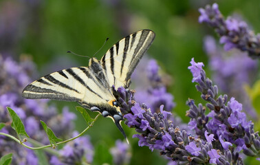 scarce swallowtail butterfly, Iphiclides podalirius, on purple lavender flower