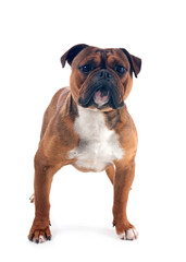 continental bulldog in studio
