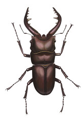 ノコギリクワガタのイラスト