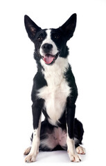 border collie in studio