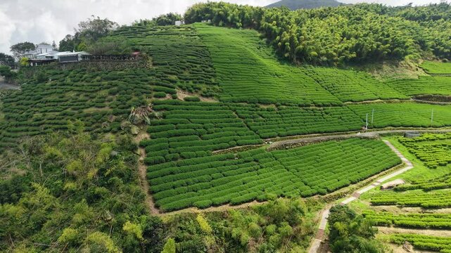 Tea plantation, tea farm, terraced fields, green hillside, aerial photography, Taiwan tea, ecological agriculture, sustainable agriculture, organic farming