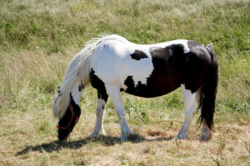 white and brown horse grazes in a sunny green field