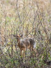 A Graceful Antelope Roaming Freely in Its Natural Habitat Surrounded by Brush and Vegetation...