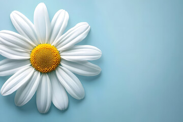 Fototapeta premium Single white daisy flower