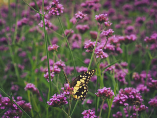 Beautiful butterfly in the garden perched on a purple flower.