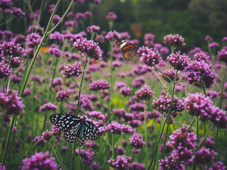 Beautiful butterfly in the garden perched on a purple flower.