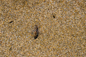 Cylindera (=Cicindina) trisignata es una especie de insecto abundante en las playas del mar Mediterráneo