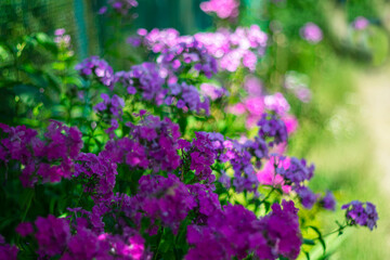 Summer background with bright garden flowers on a picturesque blurred background.