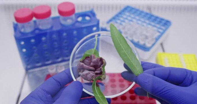 A scientist compares two leaves of a fruit tree, a comparison of a diseased leaf and a healthy one. The action of a bacterial preparation.
