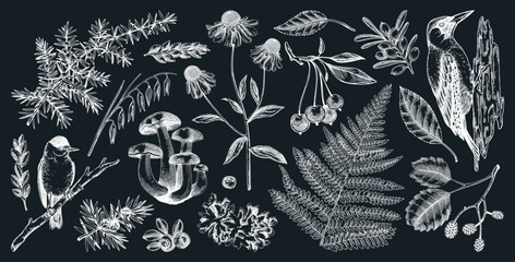 Autumn forest design elements in color. Hand drawn botanical illustrations of fall leaves, ferns, berries, and birds. Vintage fall plants sketches. NOT AI generated