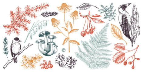 Autumn forest design elements in color. Hand drawn botanical illustrations of fall leaves, ferns, berries, and birds. Vintage fall plants sketches. NOT AI generated