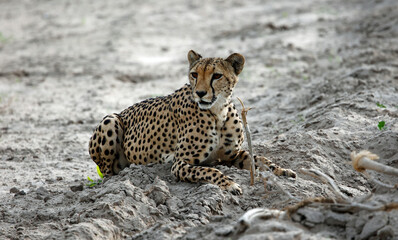 Cheetahs in the Okavango delat Botswana