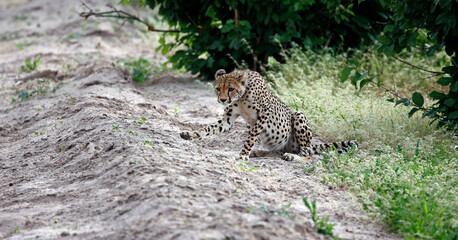 Cheetahs in the Okavango delat Botswana