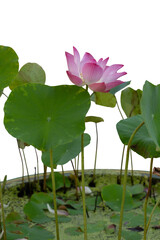 Beautiful purple Indian Lotus or Bean of India bloom in pot isolated on white background included clipping path.