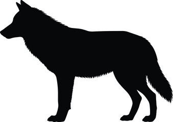 Black silhouette of standing wolf, isolated wild animal illustration, wildlife vector design for nature, forest, predator, wilderness themed content