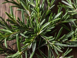Fototapeta premium Fresh Rosemary Sprigs Close-up