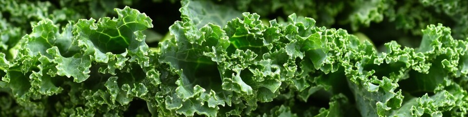 Fresh Green Kale in Garden Bed with Curly Leaves, Close-Up of Nutrient-Dense Organic Vegetable