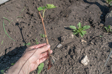 men's hands growing and nurturing young seedlings growing on fertile soil for a greener future....
