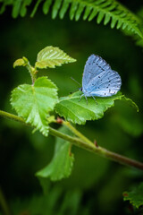 Holly blue butterfly on a leaf 