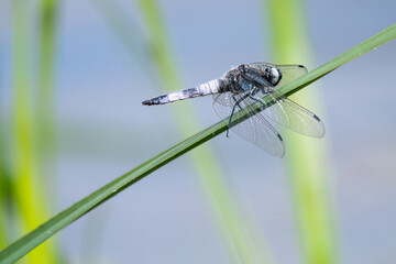 scarce chaser dragonfly on a reed