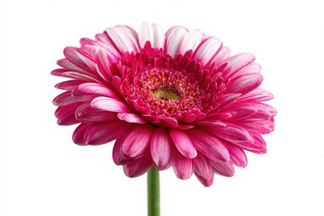 pink gerber daisy isolated on white