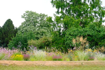 Variety of colourful wild flowers including corn marigold and poppies growing in the grass in ...