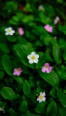 Naklejka premium Delicate twinleaf flowers bloom among lush green foliage
