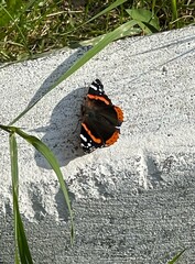 butterfly on a flower butterfly, insect, nature, flower, wings, summer, admiral, red, vanessa atalanta, macro, animal, red admiral, beauty, black